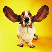 listen hound resized 600