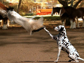 cc 0130 sbads 4 3 r536 c534 resized 600