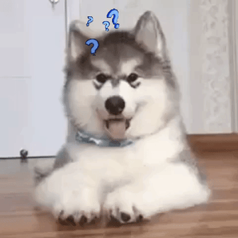 cute fluffy dog questioning - 6 valuable 1-to-1 personalized video tips for digital communicators questions