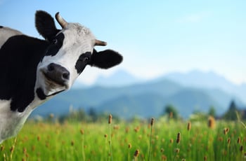 Betty Has 2 Cows: 5 Smarter Ways To Market Your Business