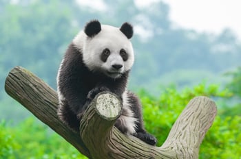 What Does Panda mean for Google's Core Algorithm?
