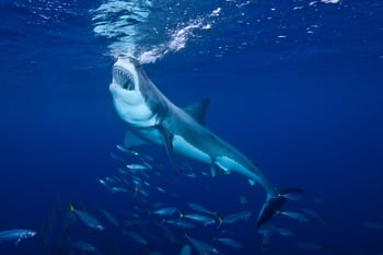 4 Lessons Shark Week Can Teach You About Marketing