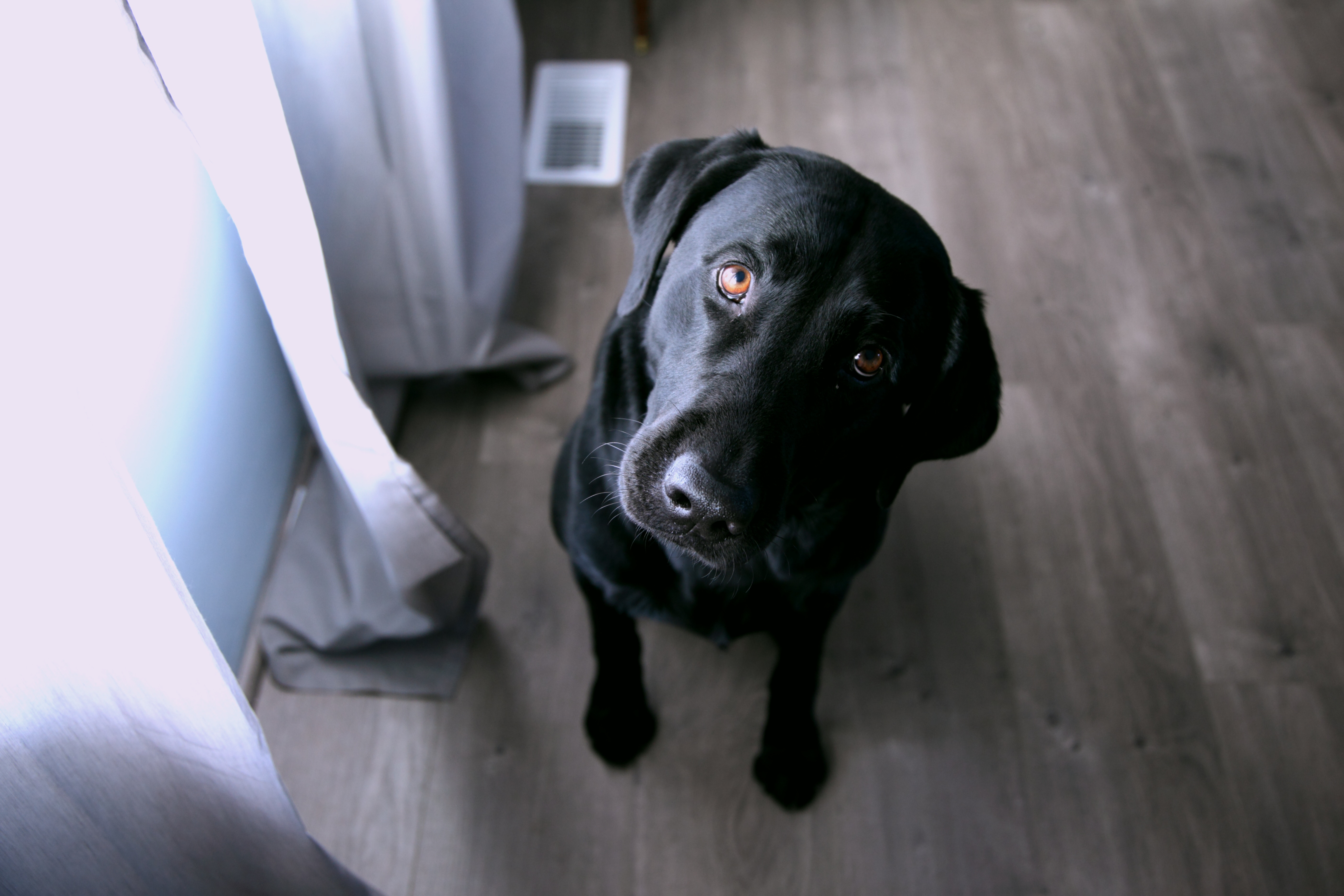 black lab as a curious dog to show a question in why the first thing a new marketing manager does is critical