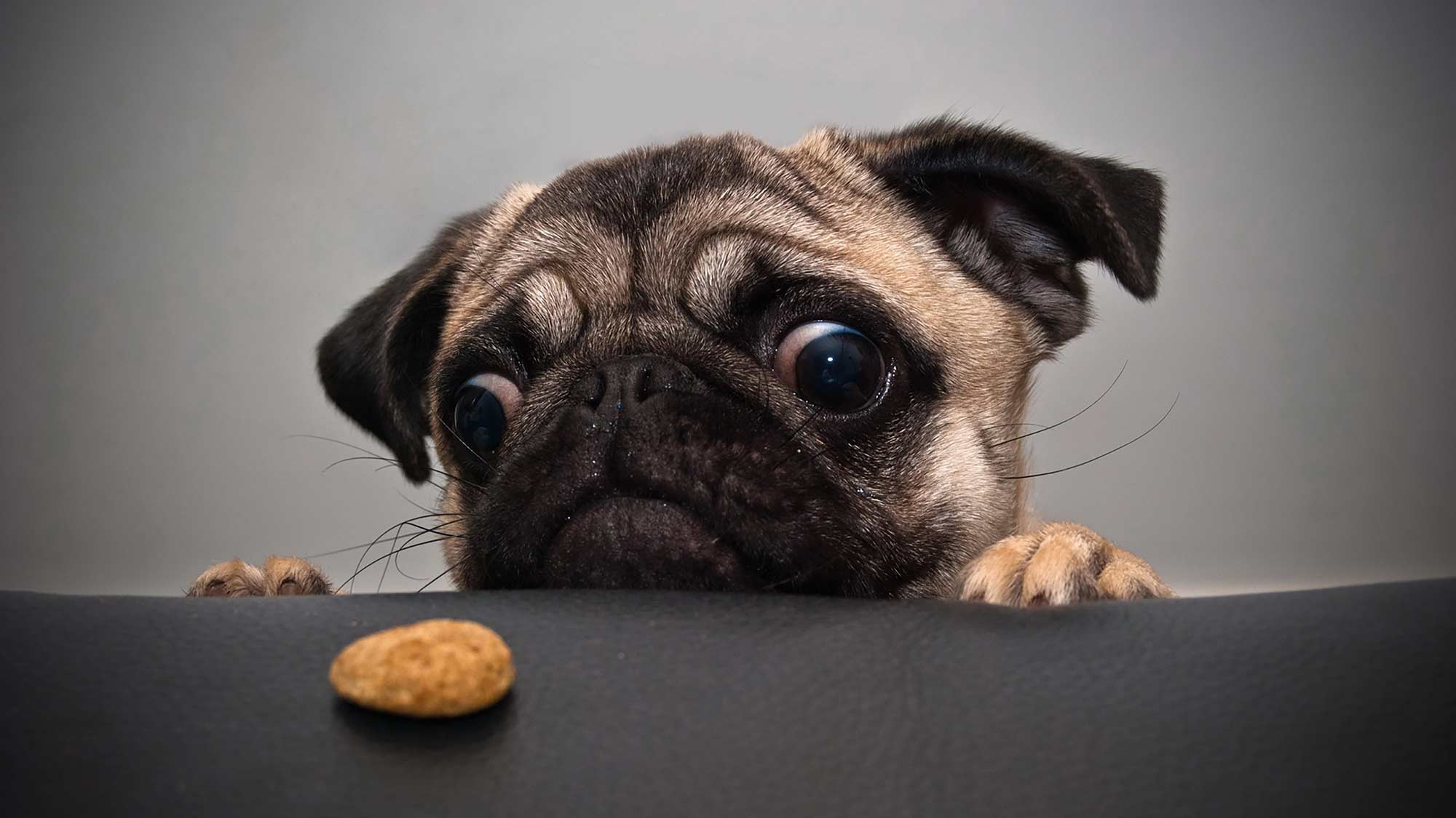 Pug-Like-Us